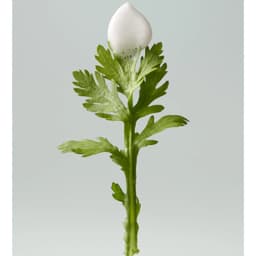 머그트리 비건 휘핑 버블 세럼 92ml