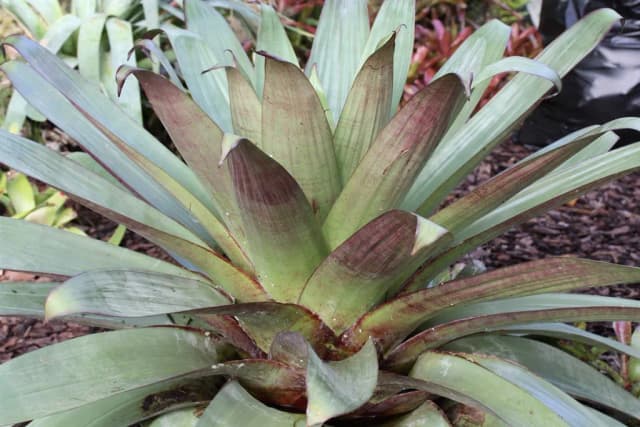 ALCANTAREA IMPERIALIS LEAF EXTRACT 대표 사진