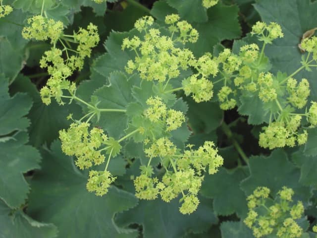 ALCHEMILLA MOLLIS EXTRACT 대표 사진