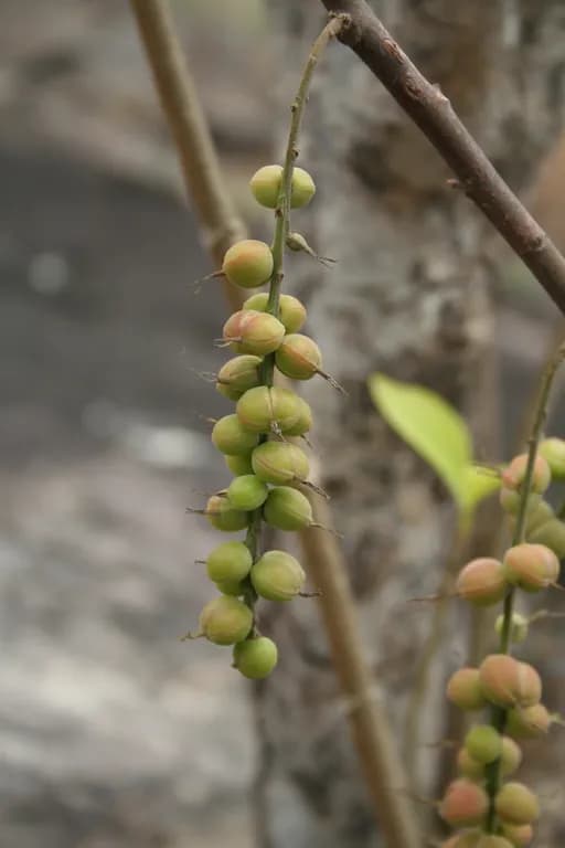 ALCHORNEA CORDIFOLIA LEAF EXTRACT 대표 사진