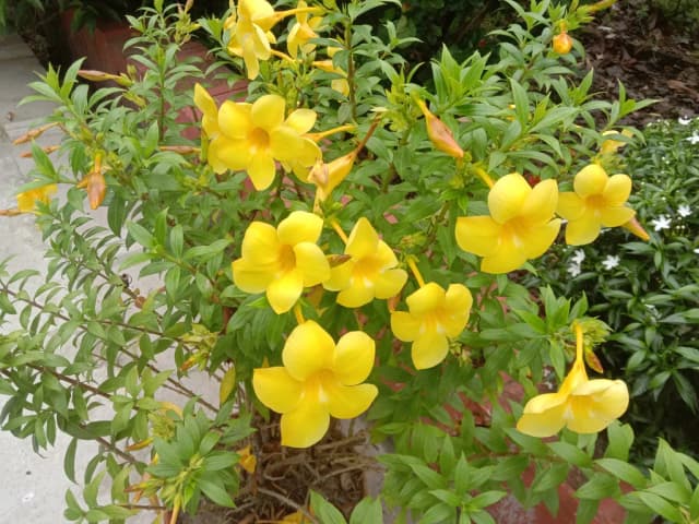 ALLAMANDA CATHARTICA FLOWER EXTRACT 대표 사진