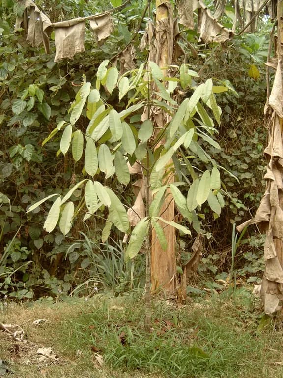 ALLANBLACKIA PARVIFLORA SEED BUTTER 대표 사진
