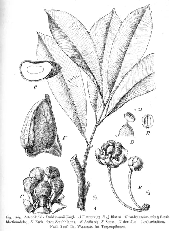 ALLANBLACKIA STUHLMANNII SEED BUTTER 대표 사진