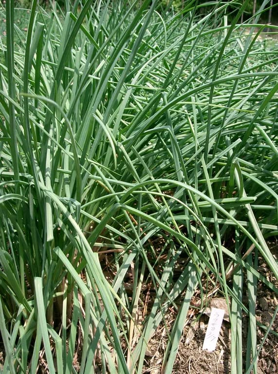 ALLIUM CHINENSE BULB EXTRACT 대표 사진