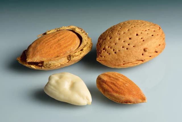 ALMOND OIL PROPYLENE GLYCOL ESTERS 대표 사진