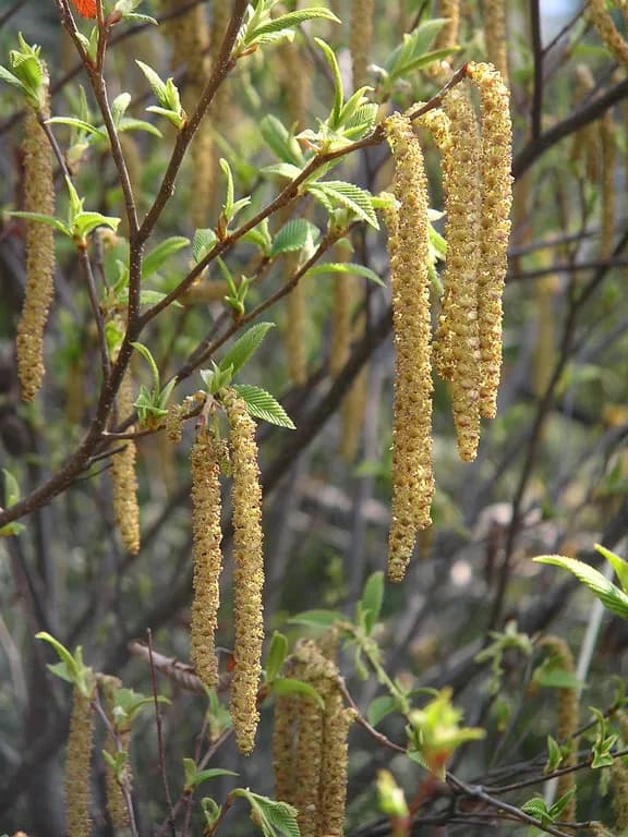 ALNUS FIRMA LEAF/STEM EXTRACT 대표 사진