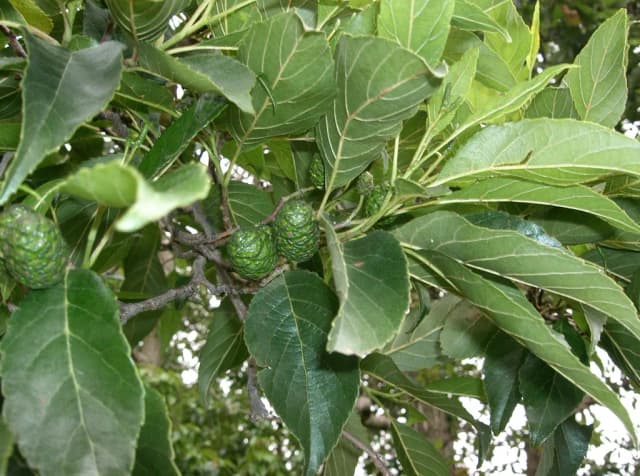 ALNUS JAPONICA LEAF/STEM WATER 대표 사진