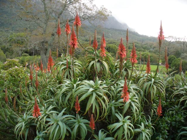 ALOE ARBORESCENS LEAF WATER 대표 사진