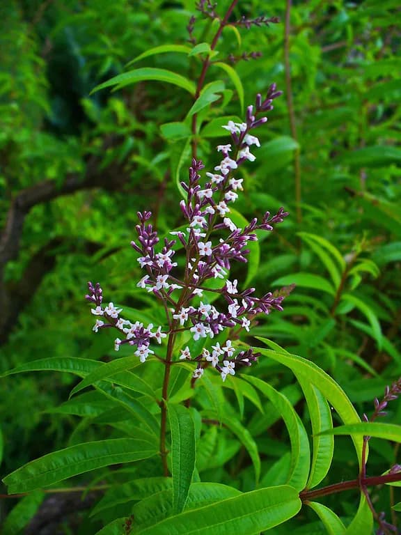 ALOYSIA CITRODORA CALLUS EXTRACT 대표 사진
