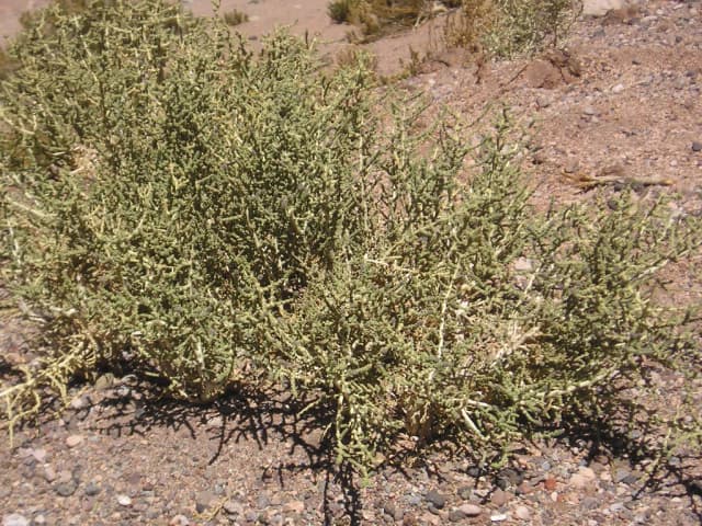 ALOYSIA DESERTICOLA BRANCH EXTRACT 대표 사진
