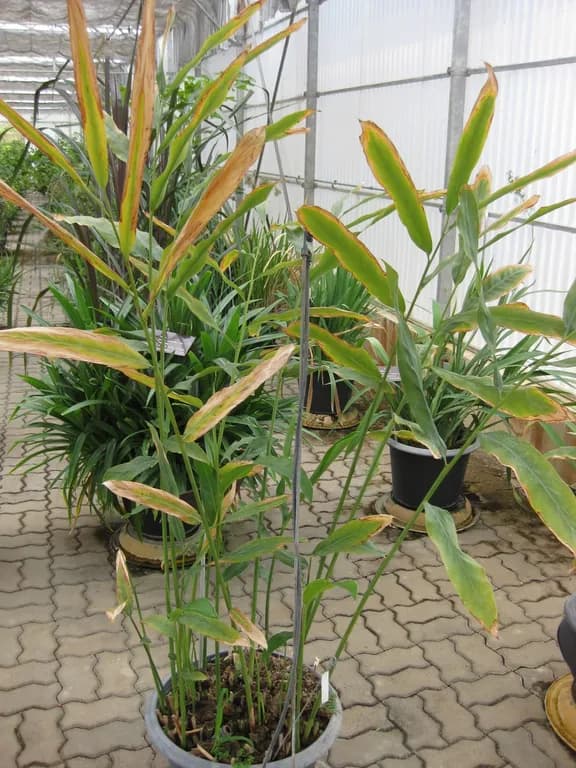 ALPINIA GALANGA RHIZOME JUICE VESICLES 대표 사진