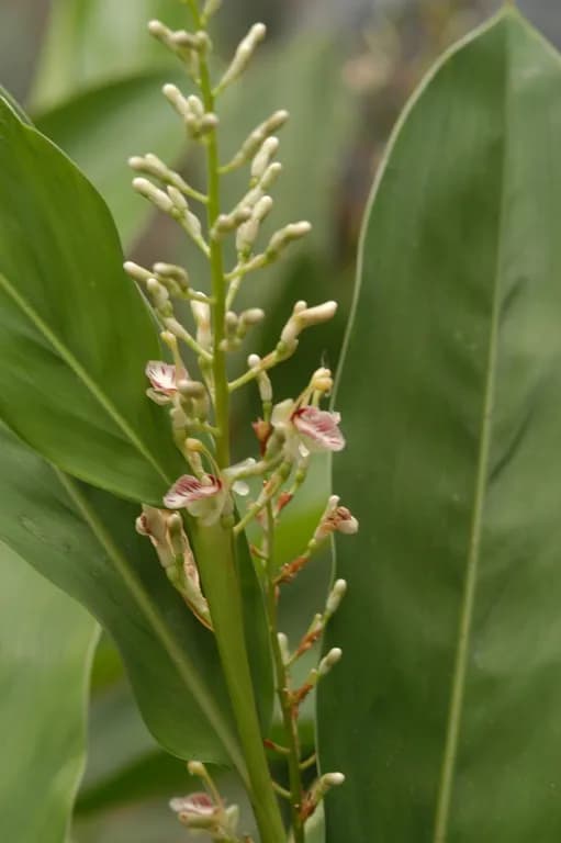 ALPINIA OXYPHYLLA FRUIT EXTRACT 대표 사진