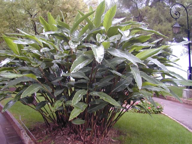 ALPINIA ZERUMBET LEAF WATER EXTRACT 대표 사진