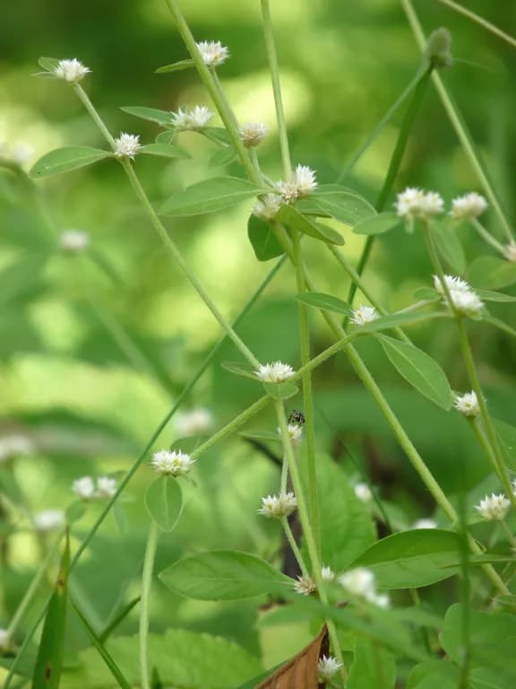 ALTERNANTHERA SESSILIS EXTRACT 대표 사진