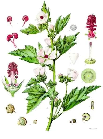 ALTHAEA OFFICINALIS HAIRY ROOT EXTRACT 대표 사진