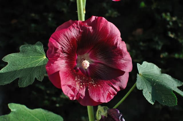 ALTHAEA ROSEA EXTRACT 대표 사진