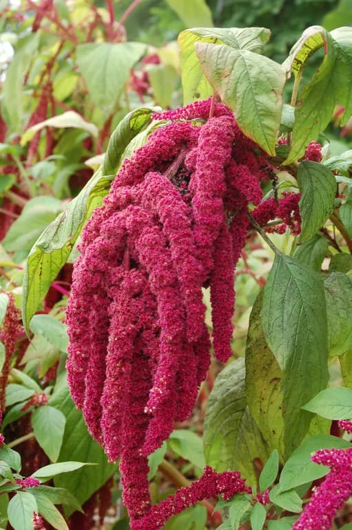 AMARANTHUS CAUDATUS SEED OIL 대표 사진