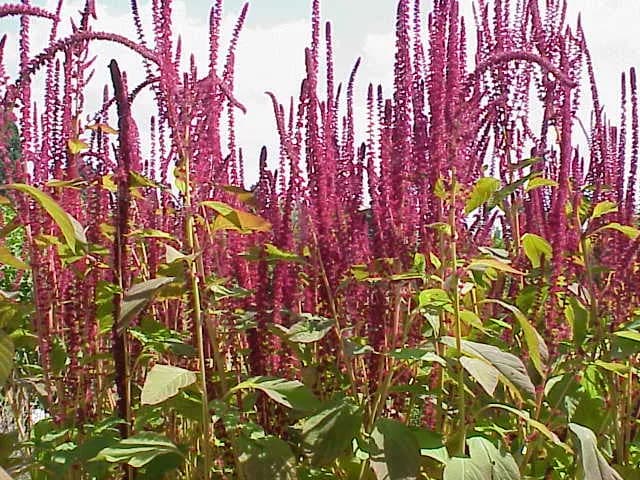 AMARANTHUS CRUENTUS SEED OIL 대표 사진