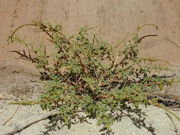 AMARANTHUS SPINOSUS SEED OIL 대표 사진