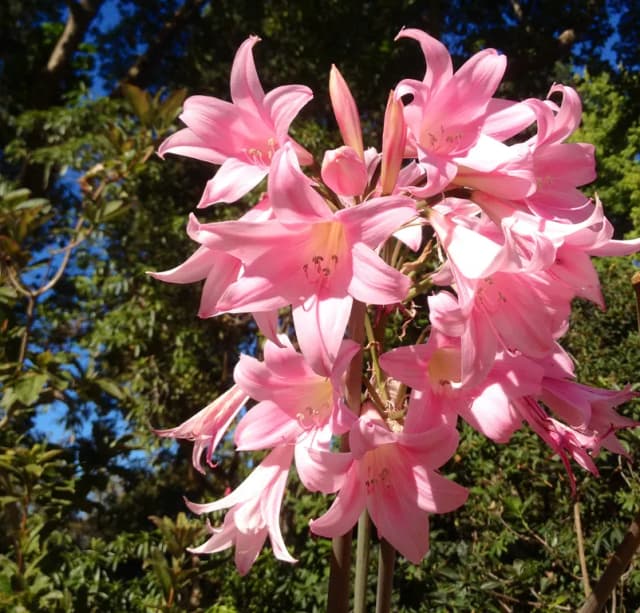 AMARYLLIS BELLADONNA FLOWER/LEAF/STEM EXTRACT 대표 사진