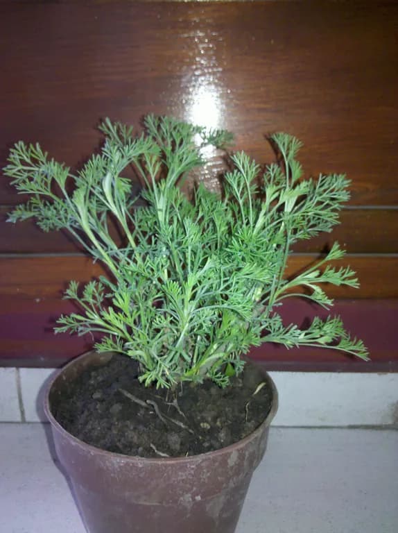 AMBROSIA PERUVIANA LEAF EXTRACT 대표 사진