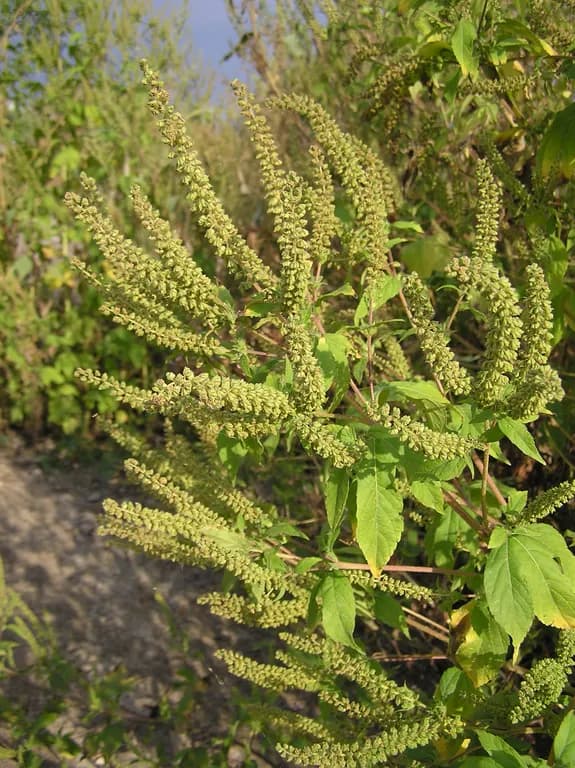 AMBROSIA TRIFIDA EXTRACT 대표 사진