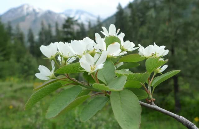AMELANCHIER ALNIFOLIA FLOWER EXTRACT 대표 사진