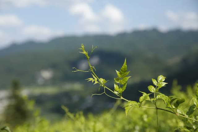AMPELOPSIS GROSSEDENTATA LEAF EXTRACT 대표 사진