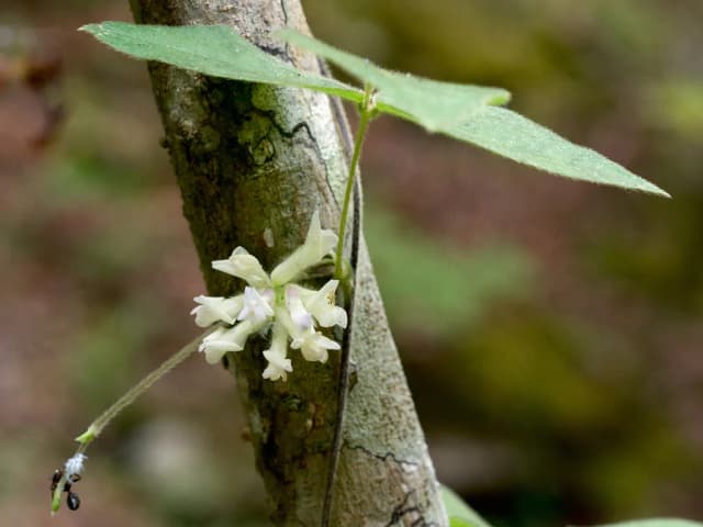 AMPHICARPAEA BRACTEATA BRANCH/LEAF EXTRACT 대표 사진