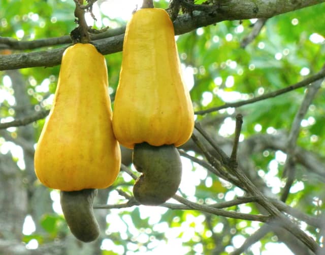 ANACARDIUM OCCIDENTALE RESIN EXTRACT 대표 사진
