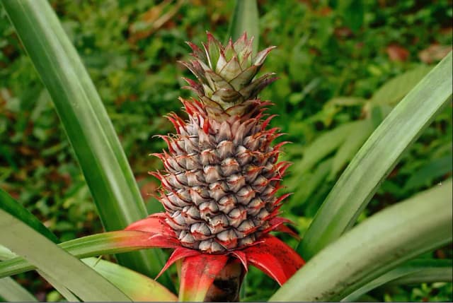 ANANAS ERECTIFOLIUS LEAF JUICE 대표 사진