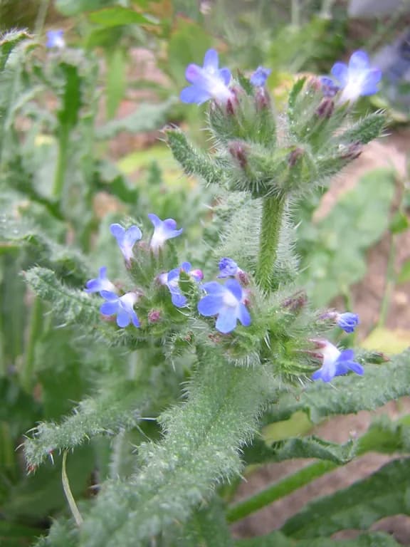 ANCHUSA ARVENSIS EXTRACT 대표 사진