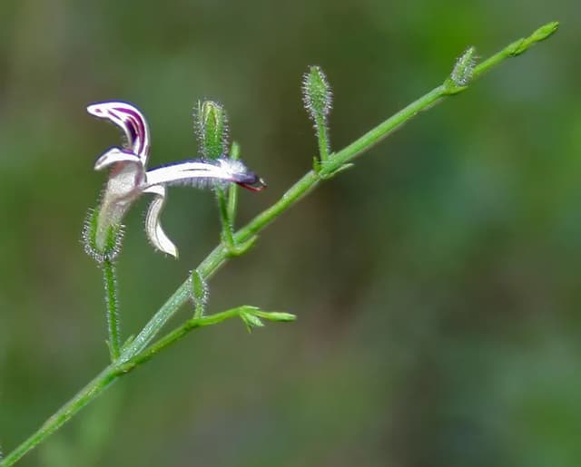 ANDROGRAPHIS PANICULATA LEAF/STEM EXTRACT 대표 사진