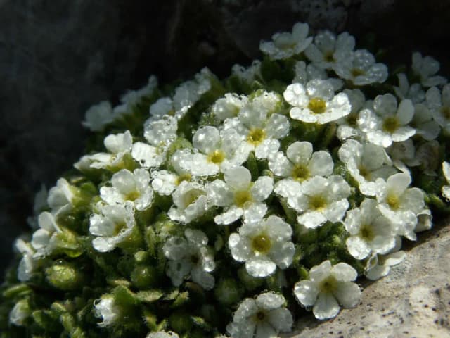 ANDROSACE HELVETICA EXTRACT 대표 사진