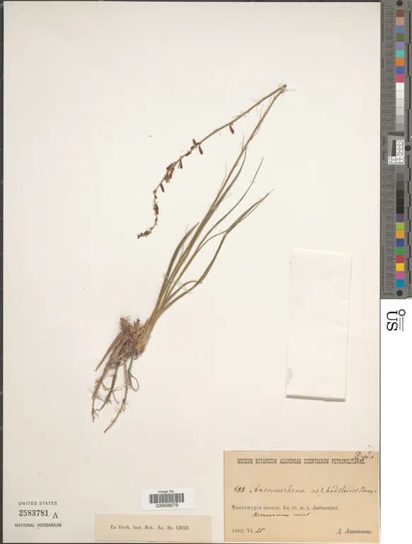 ANEMARRHENA ASPHODELOIDES ROOT JUICE VESICLES 대표 사진