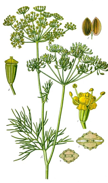 ANETHUM GRAVEOLENS SEED OIL 대표 사진
