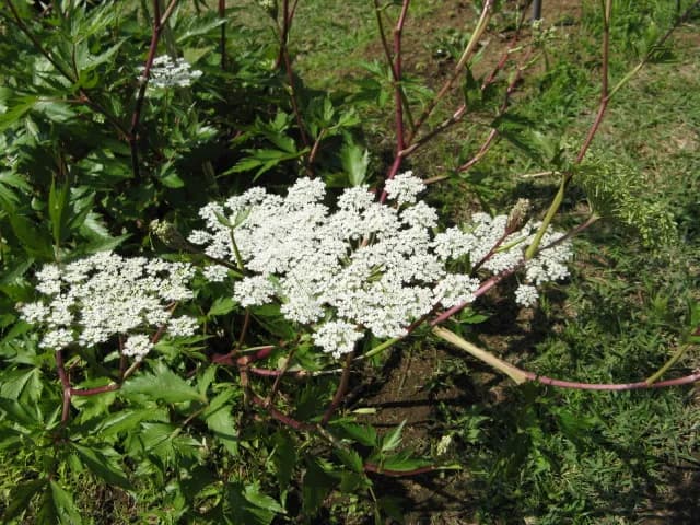 ANGELICA ACUTILOBA LEAF OIL 대표 사진
