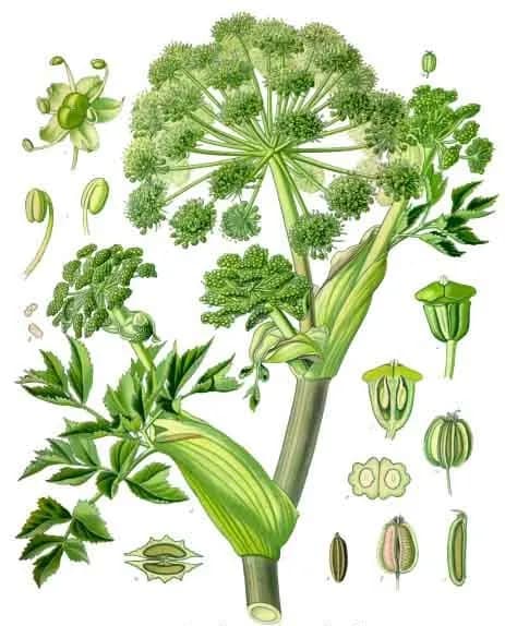 ANGELICA ARCHANGELICA SEED OIL 대표 사진