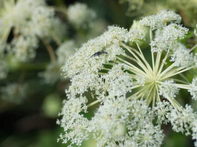 ANGELICA DAHURICA EXTRACT 대표 사진