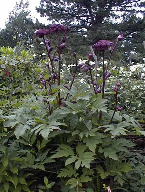 ANGELICA GIGAS LEAF EXTRACT 대표 사진