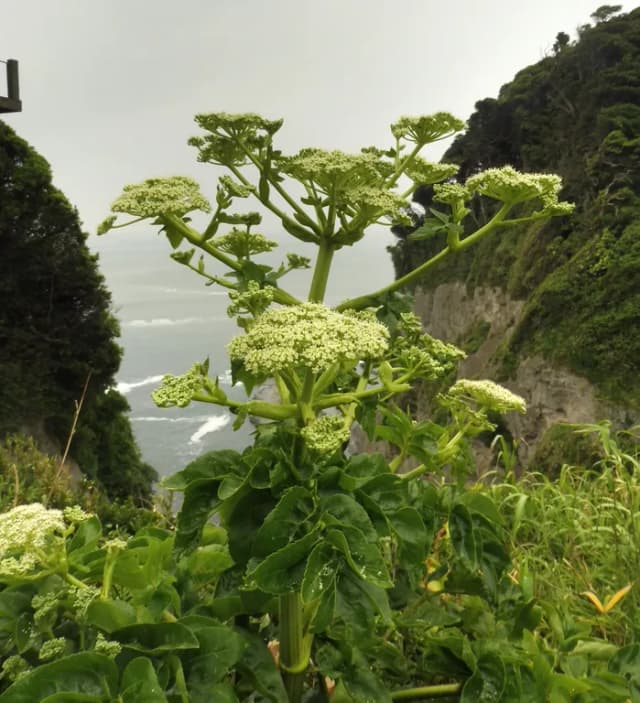 ANGELICA JAPONICA LEAF/STEM EXTRACT 대표 사진