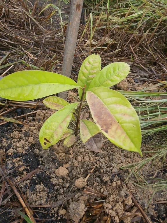 ANIBA ROSODORA LEAF OIL 대표 사진