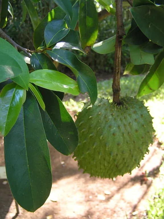 ANNONA MURICATA LEAF/STEM EXTRACT 대표 사진