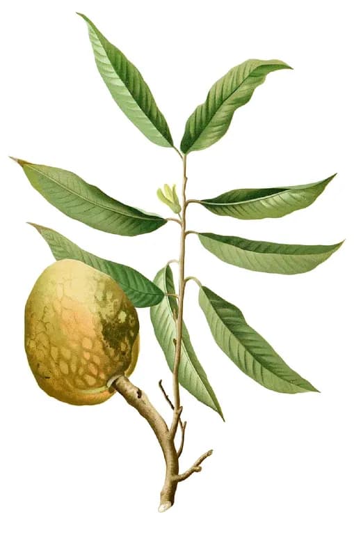 ANNONA RETICULATA JUICE 대표 사진