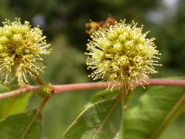 ANOGEISSUS LEIOCARPA BARK EXTRACT 대표 사진