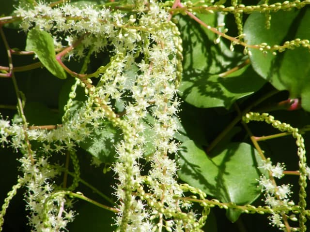 ANREDERA CORDIFOLIA LEAF EXTRACT 대표 사진