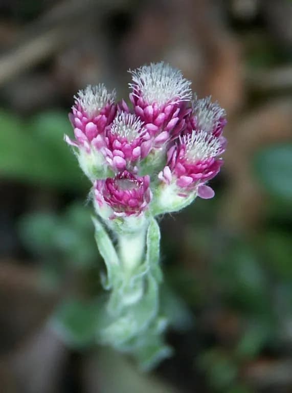 ANTENNARIA DIOICA EXTRACT 대표 사진