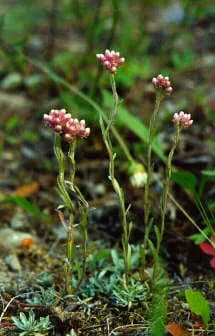 ANTENNARIA MICROPHYLLA FLOWER EXTRACT 대표 사진