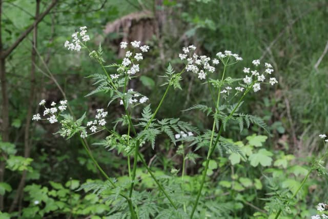 ANTHRISCUS SYLVESTRIS EXTRACT 대표 사진