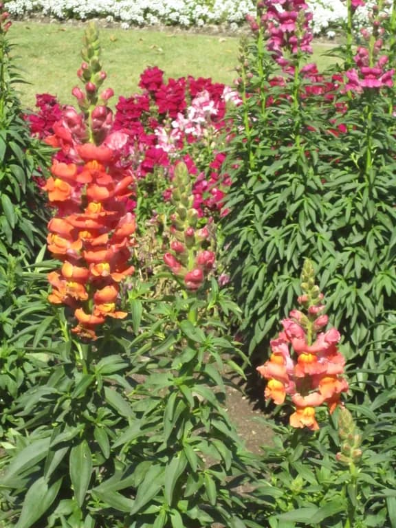 ANTIRRHINUM MAJUS FLOWER EXTRACT 대표 사진